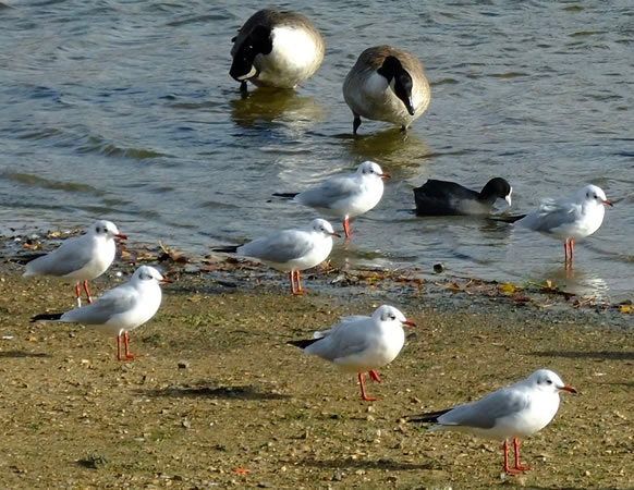 Black-headed Gull at the Lido. Bird on the left with leg rings.