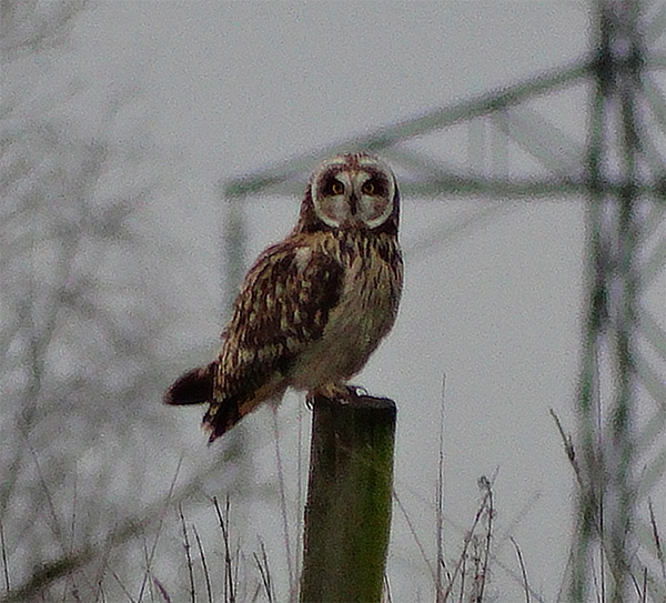 Short Eared Owl, Bayhurst Wood Fields