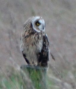 Short Eared Owl, Bayhurst Wood Fields