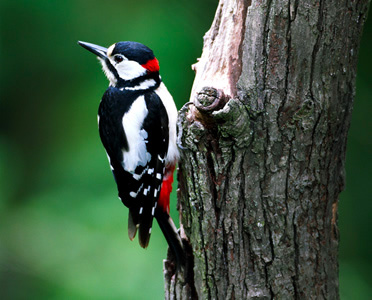 woodpecker - image from RSPB